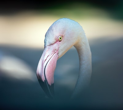 The flamingo portrait

